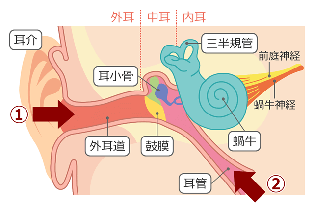 中耳炎の経路