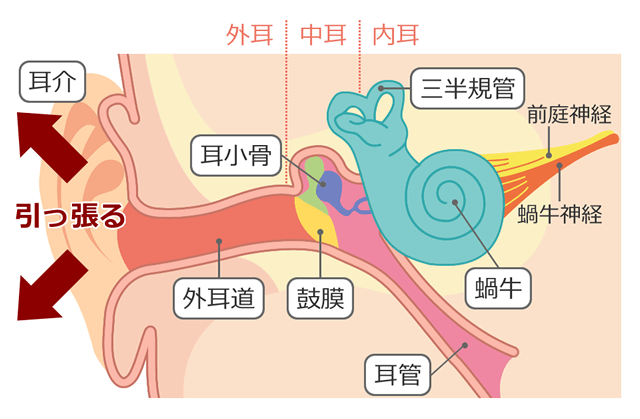 外耳炎の原因と症状