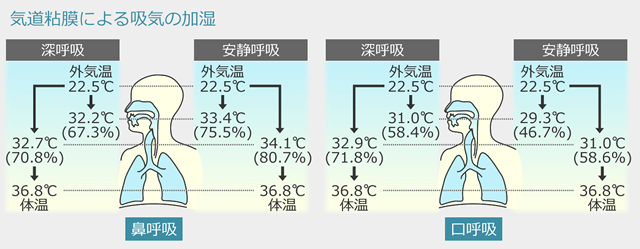 気道粘膜による吸気の加湿