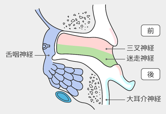 外耳道２つの神経