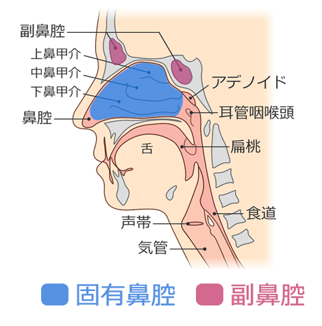 副鼻腔と固有鼻腔