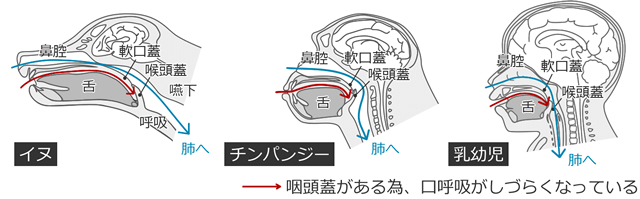 咽喉のしくみ