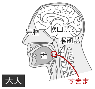 咽喉のしくみ